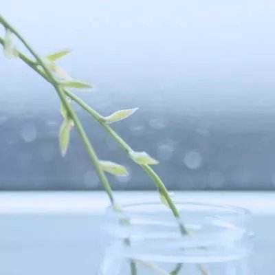 上海一女子“闪婚”拿到价值近千万房产99%份额，“闪离”后起诉分割房产，法院判了！